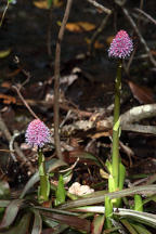 Helonias bullata