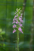 Platanthera peramoena