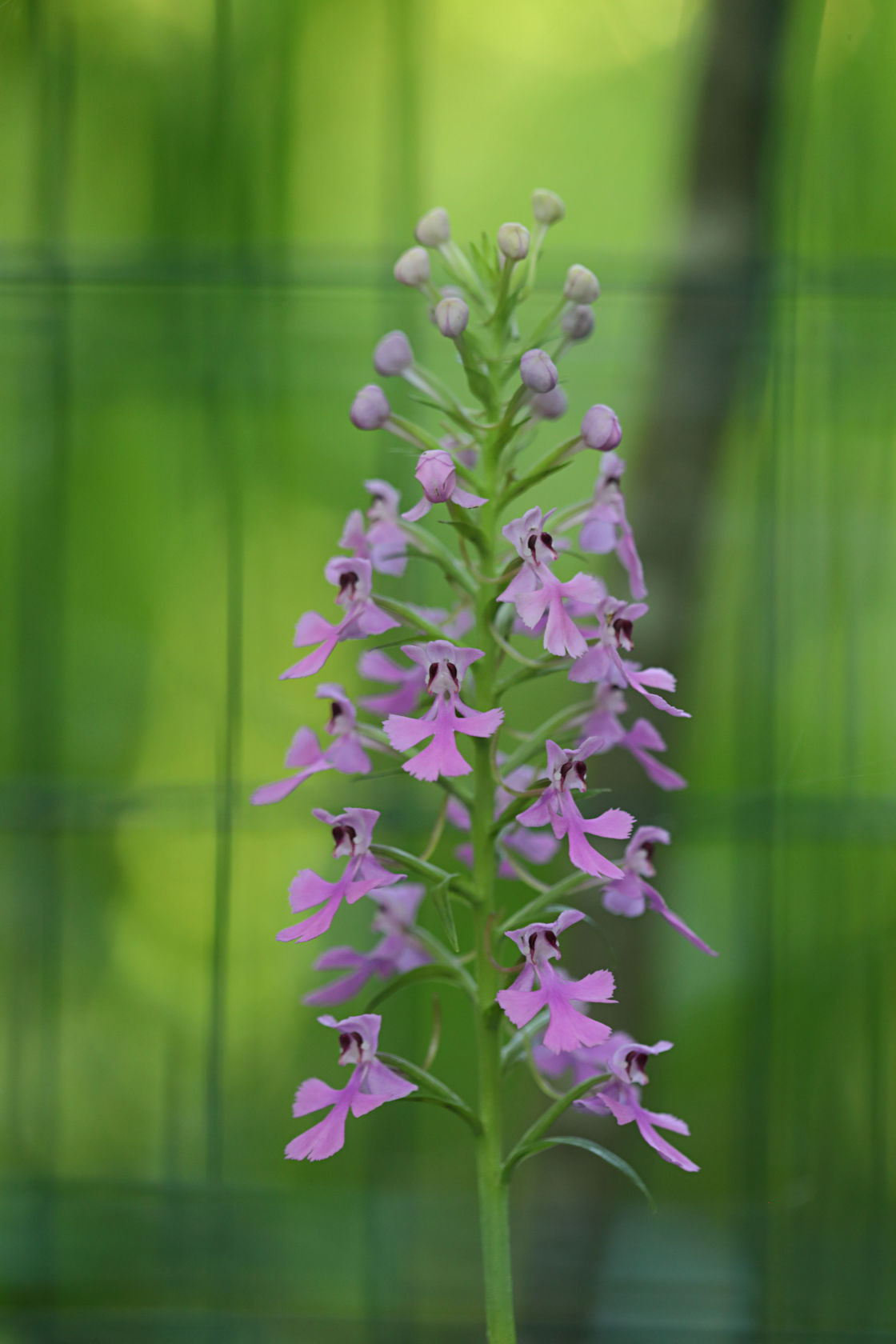 Purple Fringeless Orchid