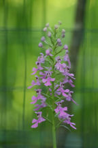 Purple Fringeless Orchid