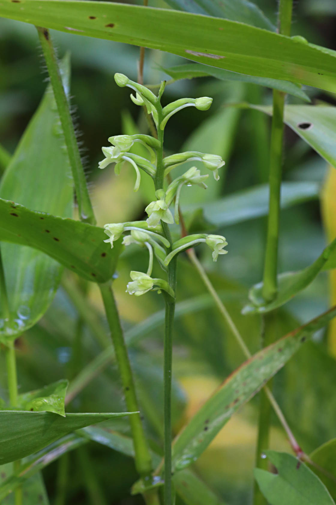 Little Club-Spur Orchid