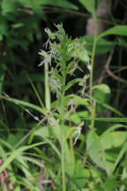 Platanthera lacera