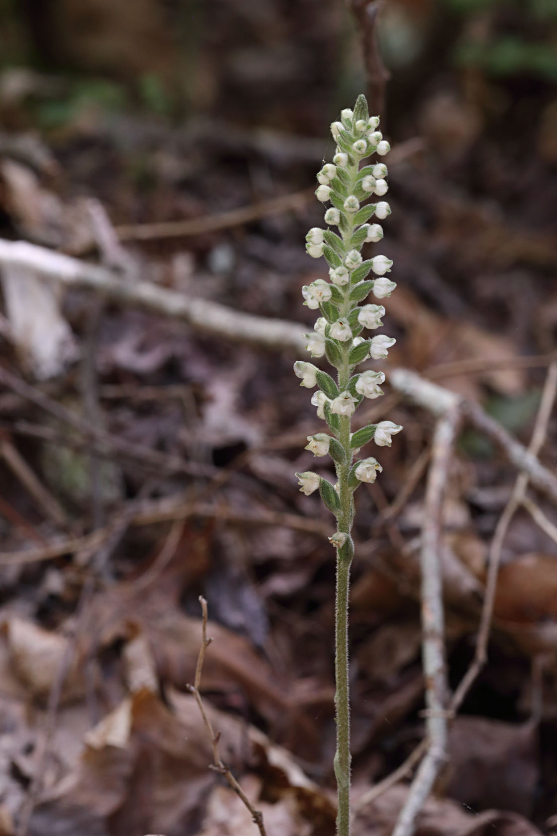 Downy Rattlesnake Plantain