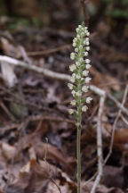 Goodyera pubescens