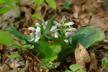 Showy Orchis