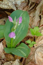 Galearis spectabilis forma variegata