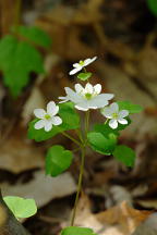 Thalictrum thalictoides