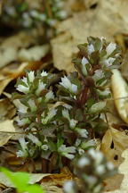 Pennywort