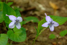 Viola rostrata