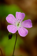 Geranium maculatum