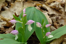 Showy Orchis