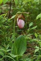 Cypripedium acaule