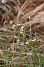 Arabis lyrata