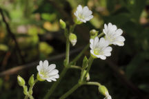 Boreal Chickweed