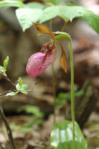 Cypripedium acaule