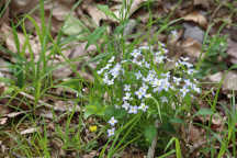 Houstonia caerulea