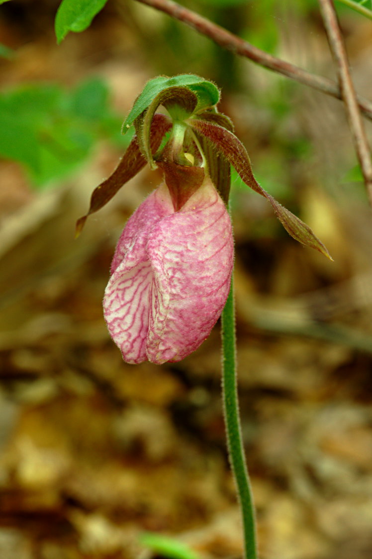 Pink Lady's Slipper