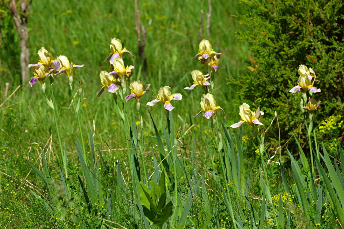 Irises