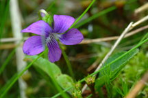 Viola sagittata