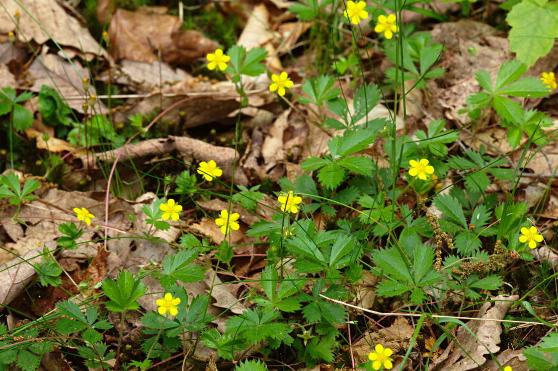 Dwarf Cinquefoil