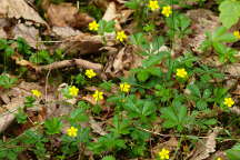 Dwarf Cinquefoil