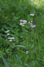 Erigeron philadelphicus