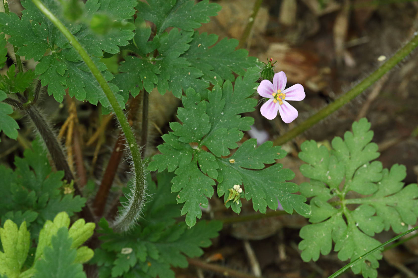 Herb Robert