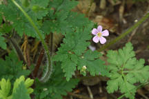 Geranium robertianum