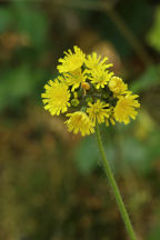 Hieracium caespitosum