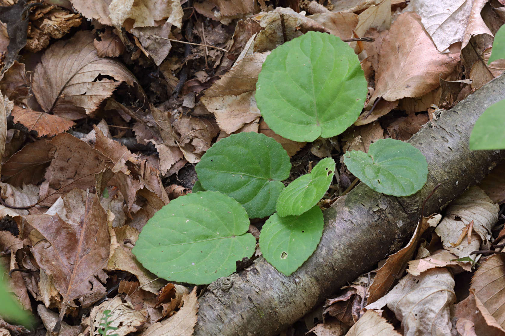 Round-Leaved Yellow Violet