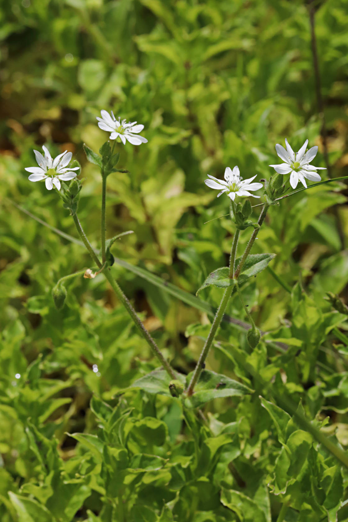 Water Chickweed