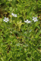 Stellaria aquatica