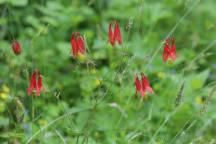 Aquilegia canadensis