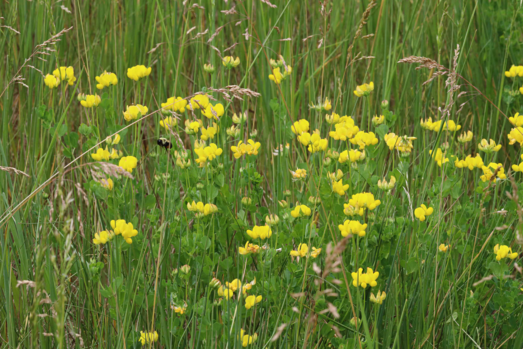 Bird's Foot Trefoil