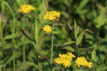 Hieracium caespitosum