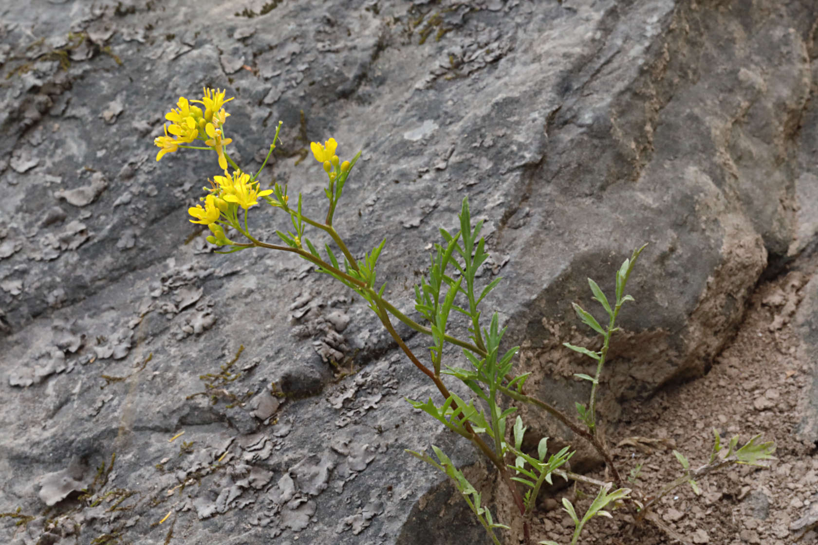 Creeping Yellow Cress