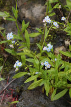 Myosotis scorpioides