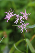 Lychnis flos-cuculi