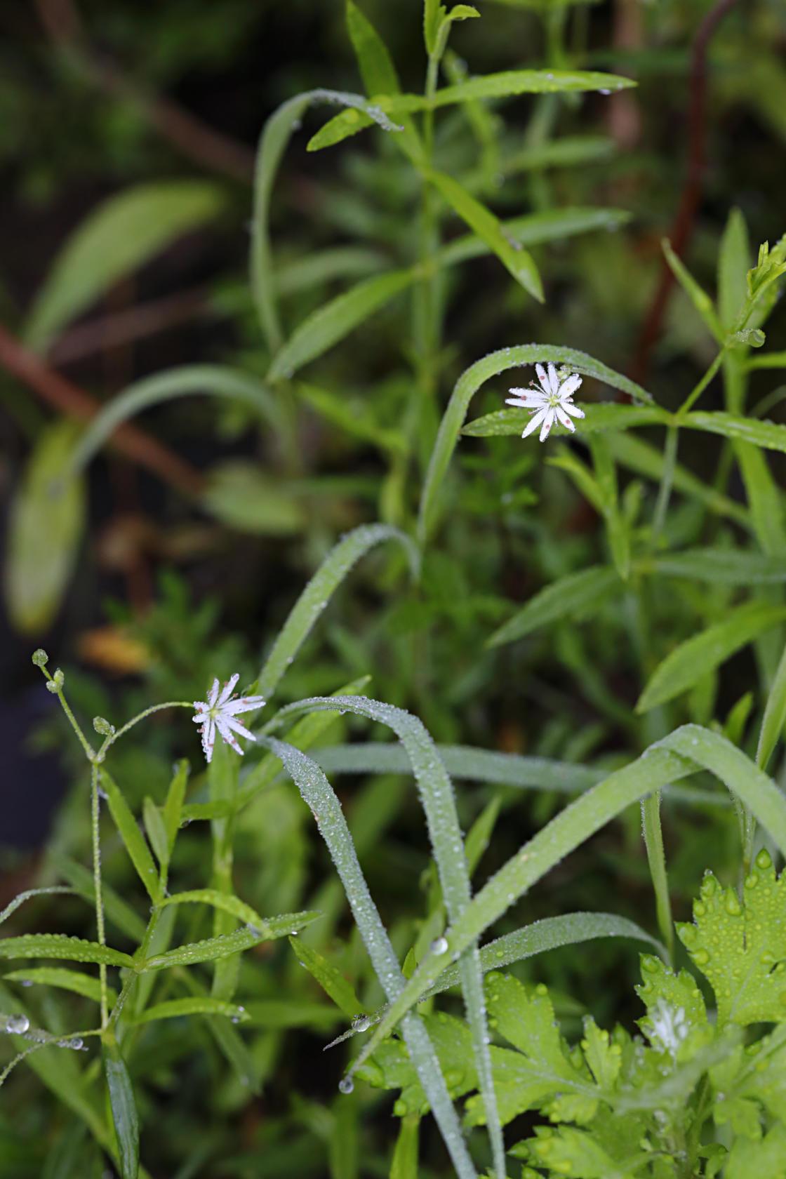 Common Stitchwort