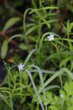 Stellaria graminea