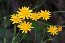 Orange Dwarf Dandelion