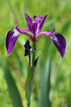 Iris versicolor