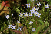 Houstonia caerulea