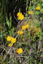 Orange Dwarf Dandelion