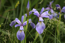 Iris versicolor