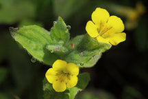 Mimulus moschatus