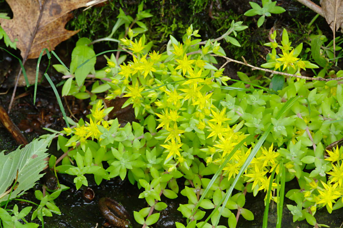 Mossy Stonecrop