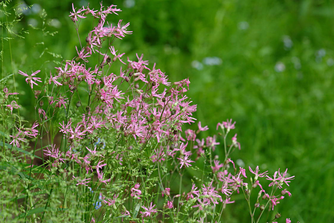 Ragged Robin