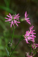 Lychnis flos-cuculi