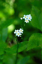 Myosotis scorpioides